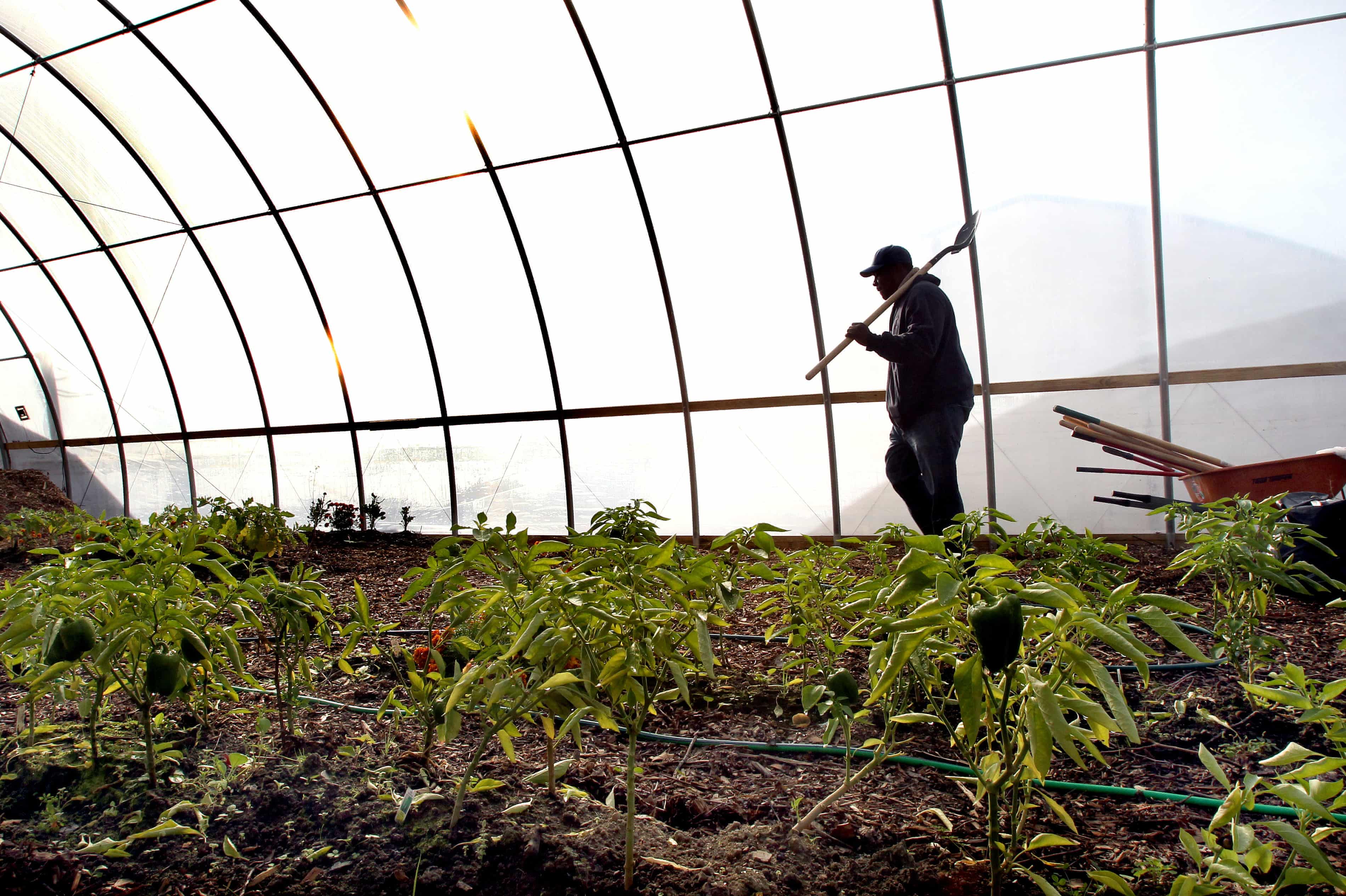 Meet the activists bringing urban farms to one of America’s most deprived cities | The Guardian